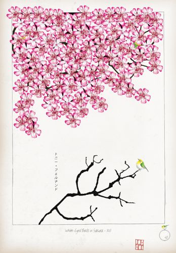 XVI - White Eyed Birds in Sakura by Tony Fernandes